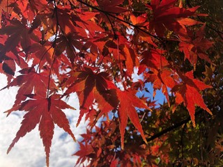 秋の紅葉