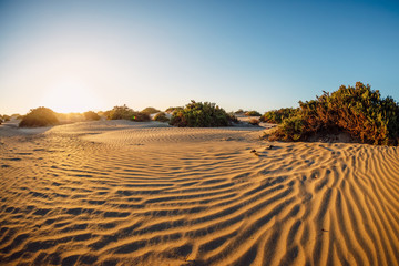 Sandy dune with sand textures and plants at sunset in Famara beach, Lanzarote