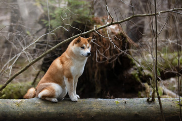 Beautiful portrait of a Shiba dog on the background of a forest. The photo is of good quality.