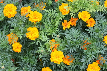 Fiori gialli 2