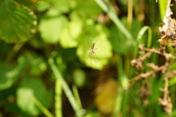 Spider and spider web in nature. Spider on web. macro photo of spider moving on the web.