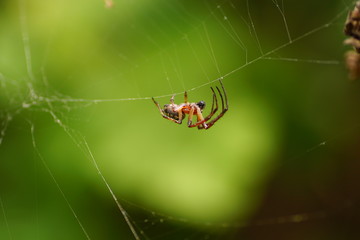 Spider and spider web in nature. Spider on web. macro photo of spider moving on the web.