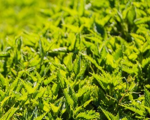 Brennnesseln Makro Close-up