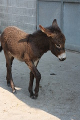 Fototapeta premium Asino