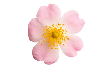 rosehip rose isolated