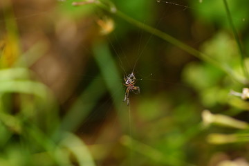 Spider and spider web in nature. Spider on web. macro photo of spider moving on the web.