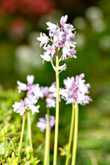 Spanish bluebell (Hyacinthoides hispanica) in full blooming in Japan