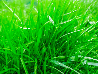 Green fresh grass background with rain or dew droplets, selective focus, mobile photo