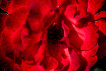 Close up picture of a beautiful red rose.