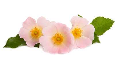Fototapeta premium rosehip rose isolated