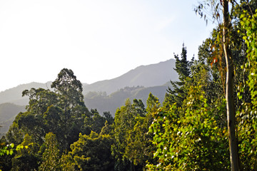mountain landscape with yellow flowers