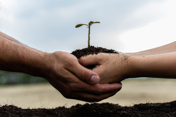 Young men and women are protecting seedlings and preparing to plant in the soil ready for growth,...
