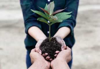 Young men and women are protecting seedlings and preparing to plant in the soil ready for growth,...