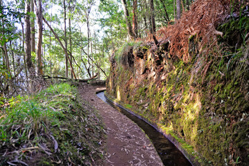 stone pathway in the forest Madeira levada