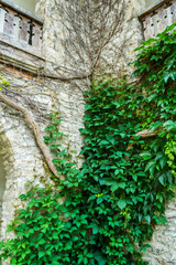Old stone wall with green ivy as background.