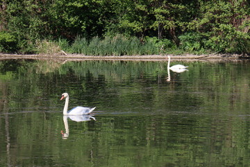 Swan Danube/Donau Germany