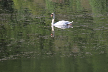 Swan Danube/Donau Germany