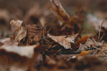 Autumn leaves in forest road