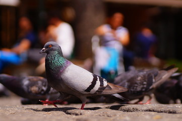 Istanbul / Turkey - May 15, 2018: Pigeons eating bait in Istanbul Ortakoy. pigeons are eating on the ground. brightly colored pigeons. Feeding pigeons in Ortaköy Istanbul of Turkey.