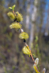 willow branch with catkins