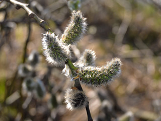 willow branches in spring