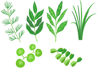 アクアリウム　水槽　水草のセット