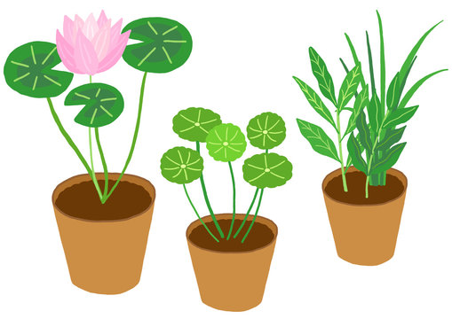 Marsh Pennywort Images Browse 106 Stock Photos Vectors And Video Adobe Stock