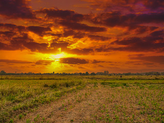 Landscape. Drought of paddy rice field with hard couldy view on sunset time.