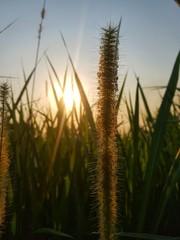 Obraz premium wheat field at sunset