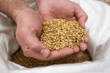 Brewers malt of different sorts packed in big bags