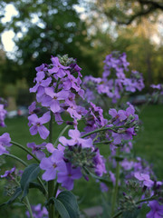 closeup on violet flowers in neutral light