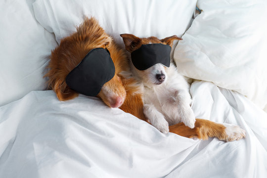 A Brown And White Dog Lying On A Bed