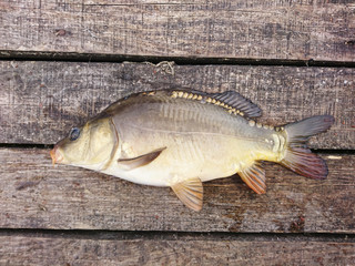 carp is a fish that lives in ponds and rivers. fishing trophy © photoidea