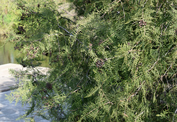 A kind of coniferous plant.