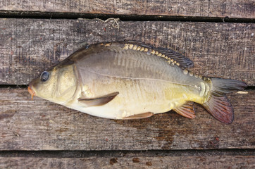 carp is a fish that lives in ponds and rivers. fishing trophy - obrazy, fototapety, plakaty