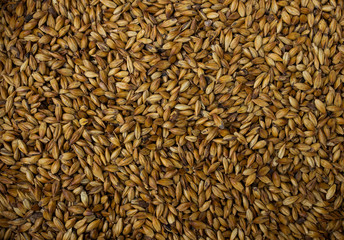 Brewers malt of different sorts packed in big bags