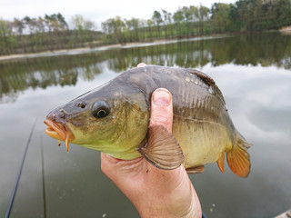 carp is a fish that lives in ponds and rivers. fishing trophy © photoidea