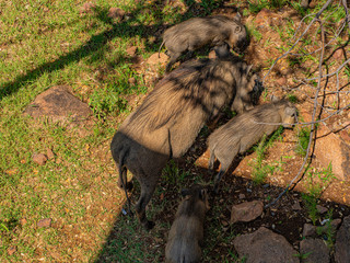 Top Down view of three Warthogs
