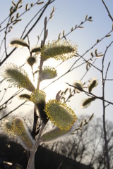 blooming willow in the sunset