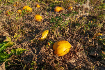 Sunny autumn morning, pumpkins on the field, the last harvest