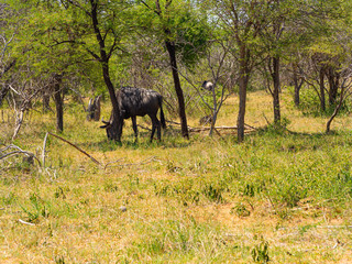 Fototapeta premium Wildebeest in the Shade