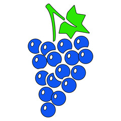 isolated illustration of a grapes in colour in vector