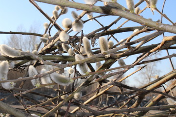 willow branches intertwining