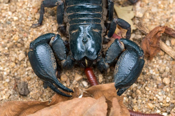 scorpion on the beach