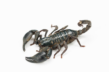 scorpion isolated on white background