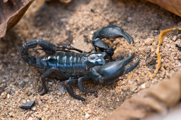 scorpion on sand