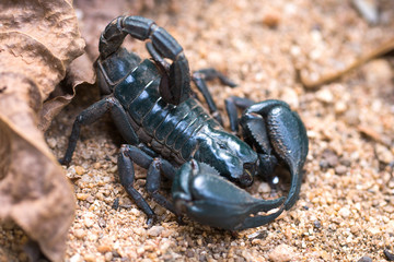 scorpion on the ground