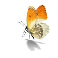 Beautiful yellow and white butterfly