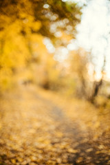 Orange autumn bokeh background from nature forest out of focus.Blured,design element. Defocused natural yellow tree background with sun beams.