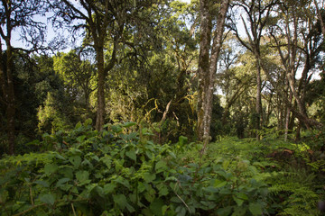 Forest with thick shrubbery somewhere in Africa